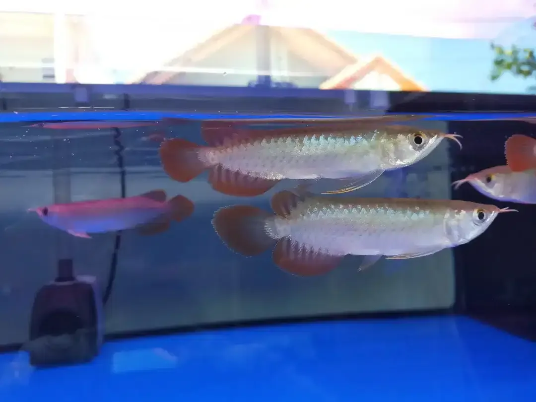 Arwana / Arowana Super Red Kalimantan 14-15CM - Image 2 of 5