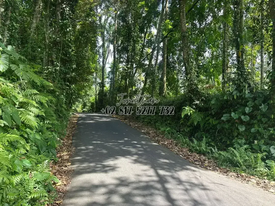 Dijual Tanah SHM Pinggir Jalan Raya 2 Are di Br. Sema Payangan Ubud Bali - Image 8 of 8
