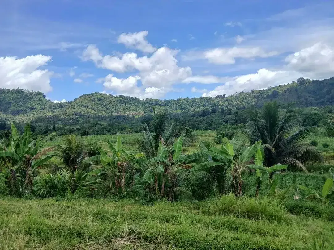 Huge land of 3 Ha offers natural views for lease in Karangasem - Image 5 of 7