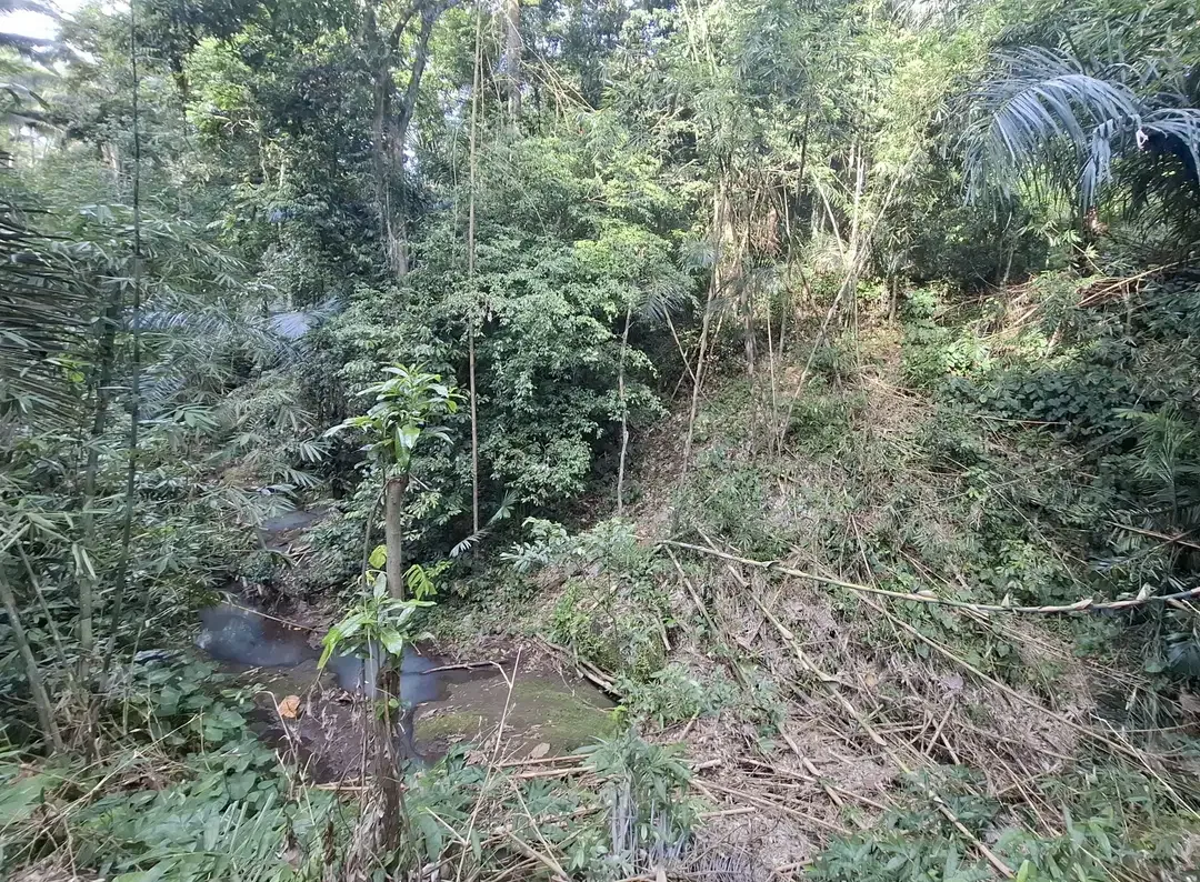 Dijual tanah kebun kelapa - Image 7 of 9