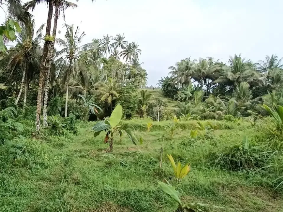Dijual tanah kebun view sawah cantik dekat kota di bali - Image 10 of 10
