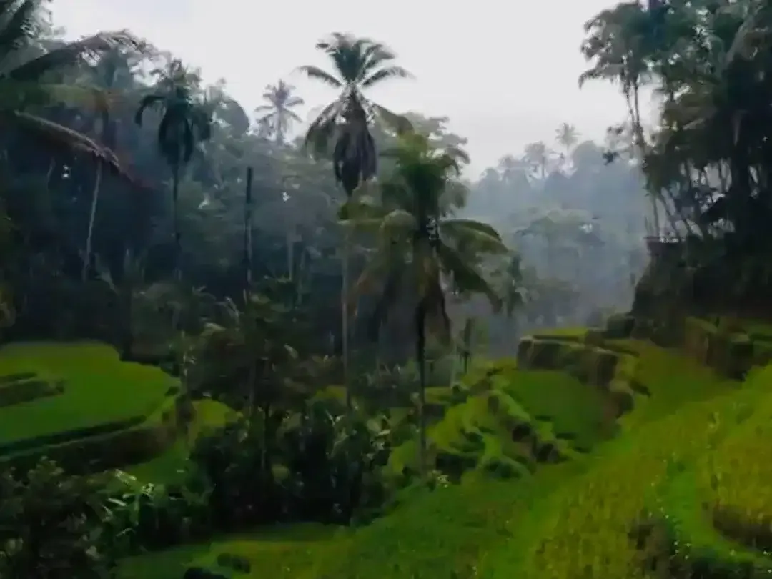 Tanah kedewatan ubud bali - Image 6 of 10