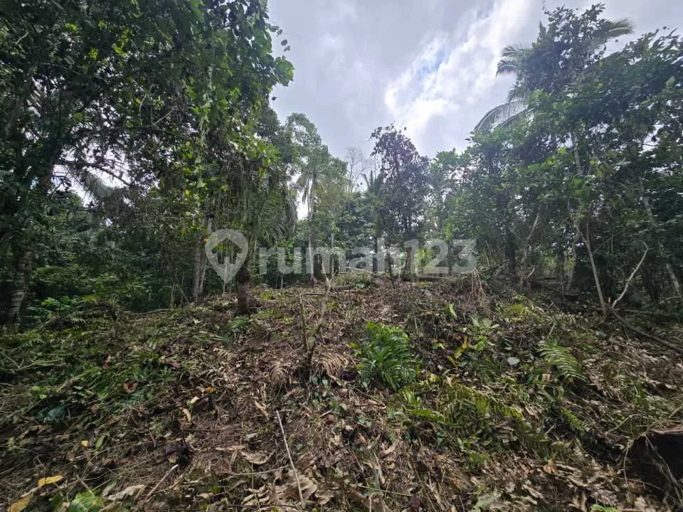 Dijual Tanah Kebun Durian Murah Dibawah Pasar Ditabanan - Image 2 of 4