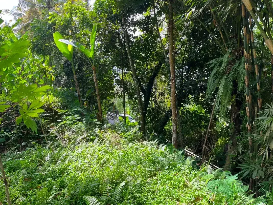 DIJUAL TANAH PREMIUM – PINGGIR JALAN UTAMA DESA BUAHAN, PAYANGAN – GIANYAR - Image 6 of 10
