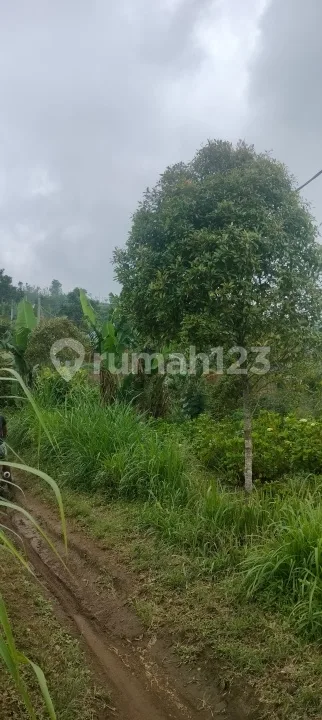 5 Ha Bagus Untuk Perkebunan Di Asah Gobleg - Image 4 of 4