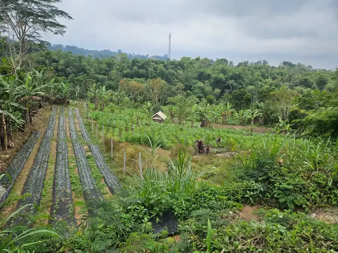 Dijual Tanah Pertanian Strategis di Andong, Baturiti – Tabanan - Image 4 of 4