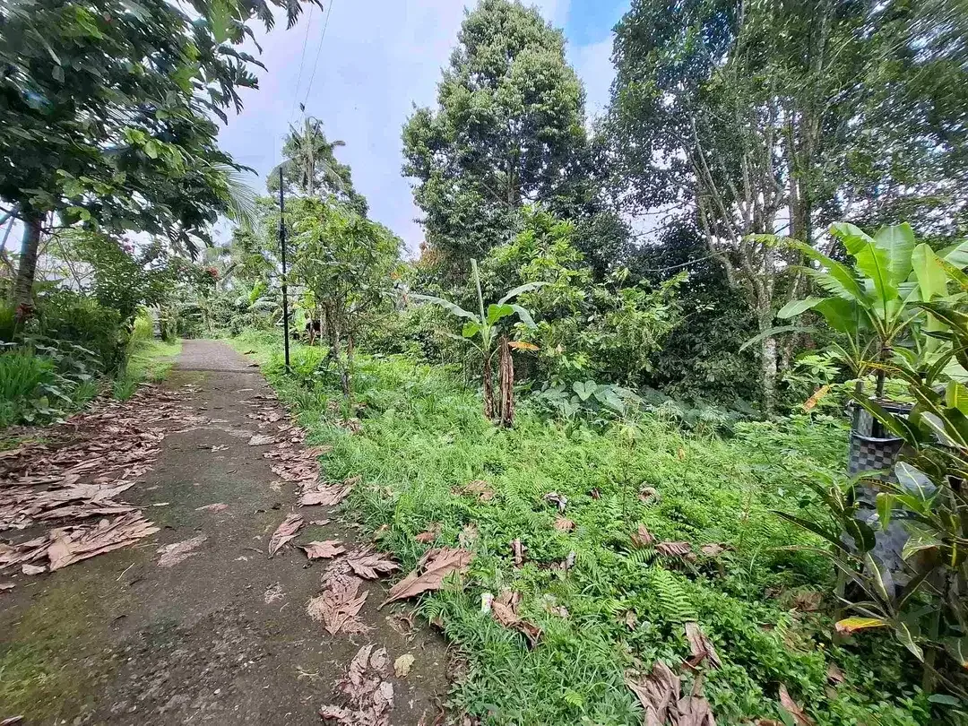 tanah kebun sangat murah view laut dan sawah dekat jatiluih di tabanan bali - Image 3 of 10