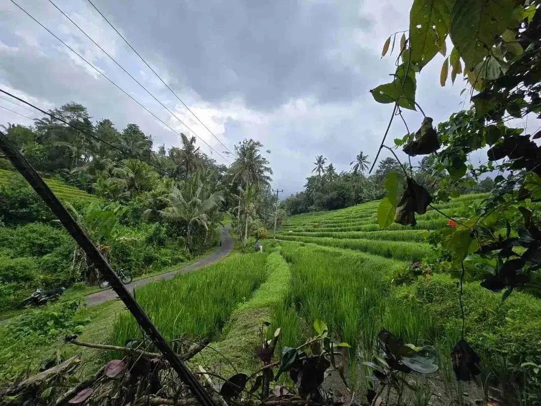 tanah kebun sangat murah dengan view sawah, gunung dan los sungai di tabanan bali - Image 10 of 10
