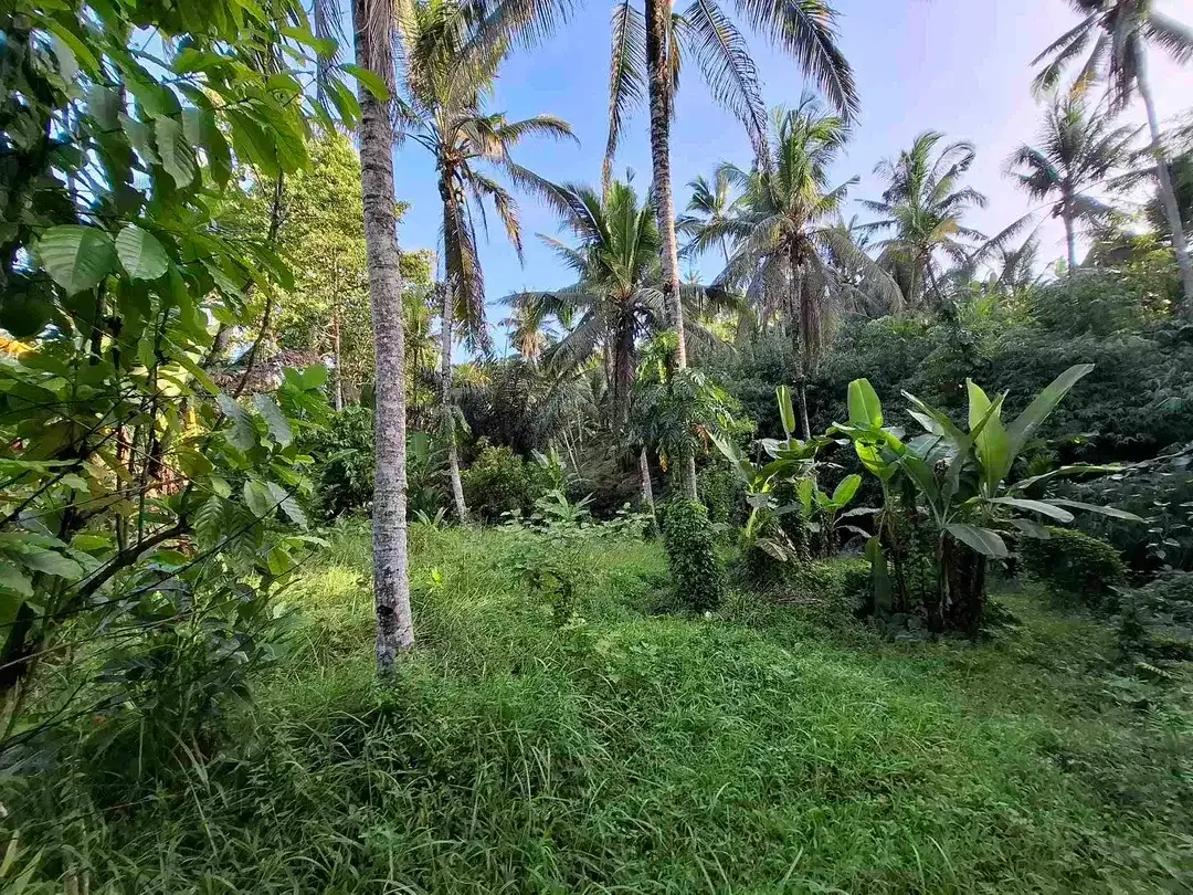 Tanah kebun los sungai jernih berisi banyak pohon kakau dan pohon kelapa di tabanan bali - Image 6 of 10