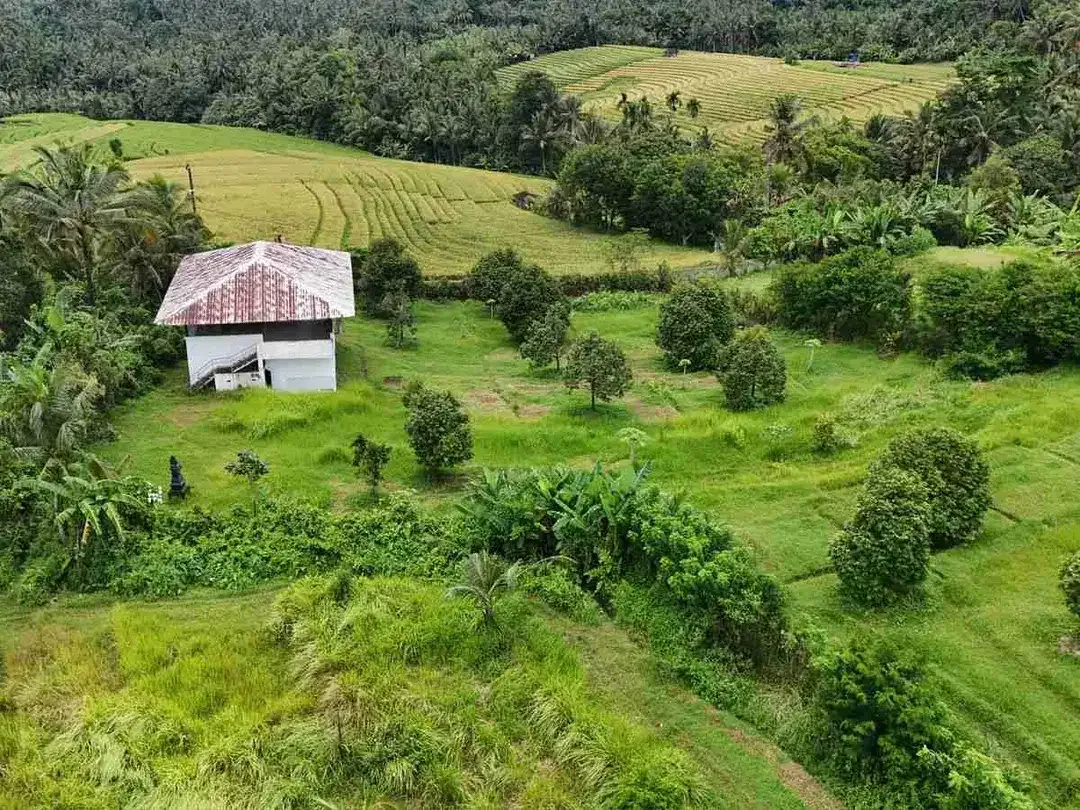 Jual kebun durian premium harga murah view bagus di tabanan bali. - Image 6 of 10
