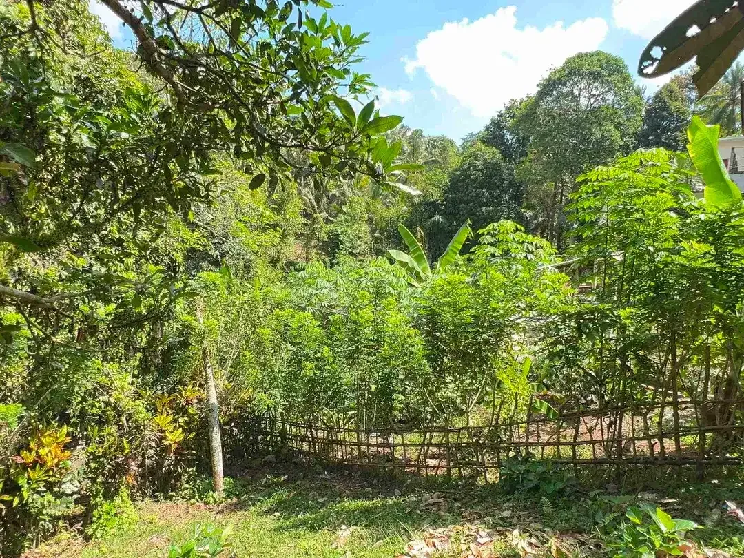 jual tanah dan rumah di desa wisata manikyang tabanan bali - Image 9 of 10