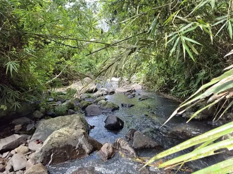 Dijual tanah kebun durian los sungai bebatuan di tabanan bali - Image 2 of 10