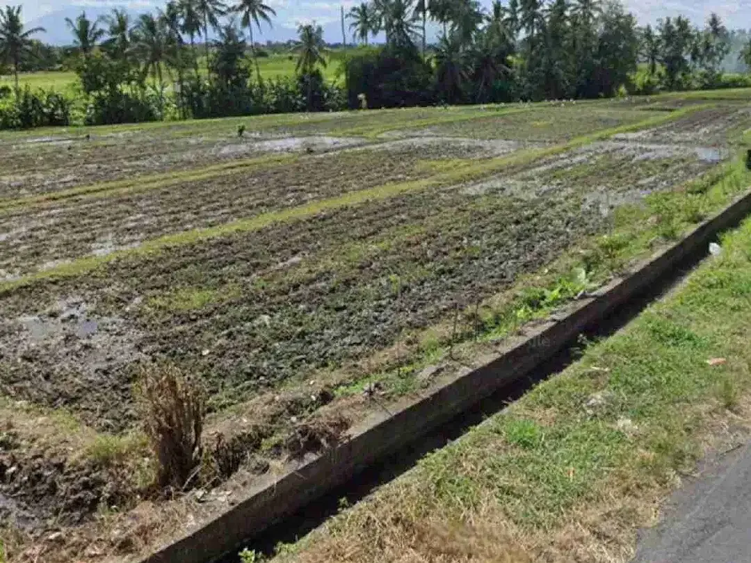 Jual Tanah 34,15are jln raya Kaba Kaba area Munggu Bali - Image 4 of 10