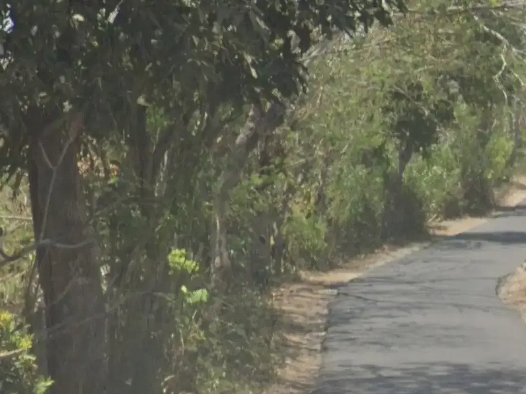 Land For Leasehold on the Main Road Belimbing Sari Pecatu - Image 3 of 3