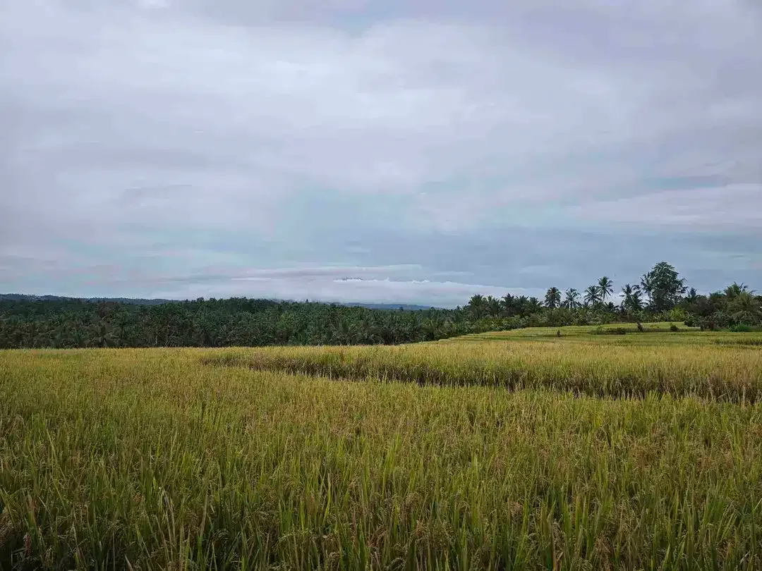 Dijual tanah view exotik sawah dan gunung di tabanan bali - Image 2 of 10