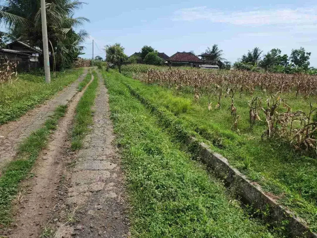Tanah Langka Full View Sawah dan Laut di Kelecung Tabanan - Image 7 of 10