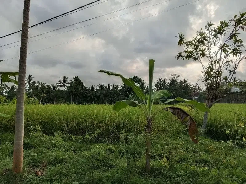 DISEWAKAN TANAH LOKASI UBUD LINGKUNGAN VILLA VIEW SAWAH - Image 3 of 7