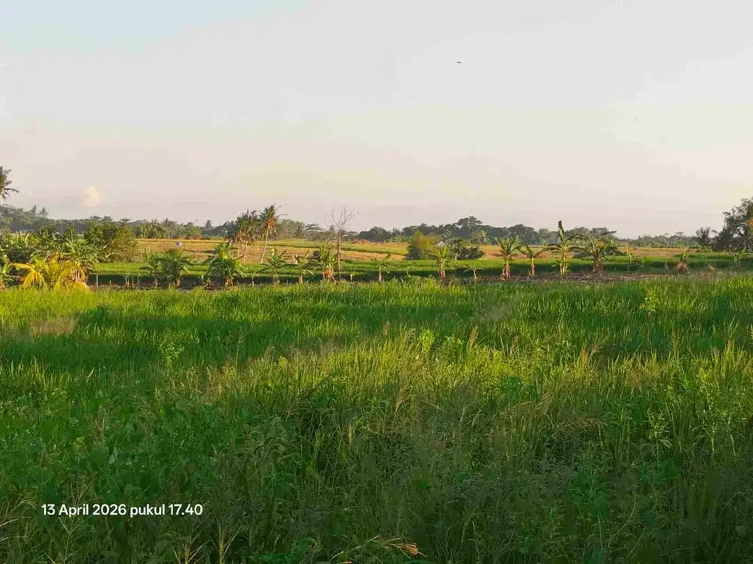 Tanah View Sawah Gunung dan Laut dekat Pasut dan Kelating Bali - Image 5 of 6