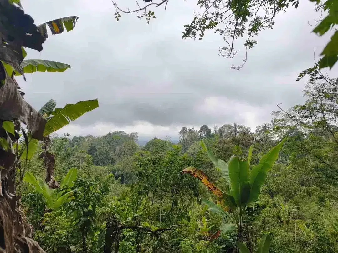 Tanah 4.550m² Full View Jungle di Pupuan Tabanan - Image 6 of 10