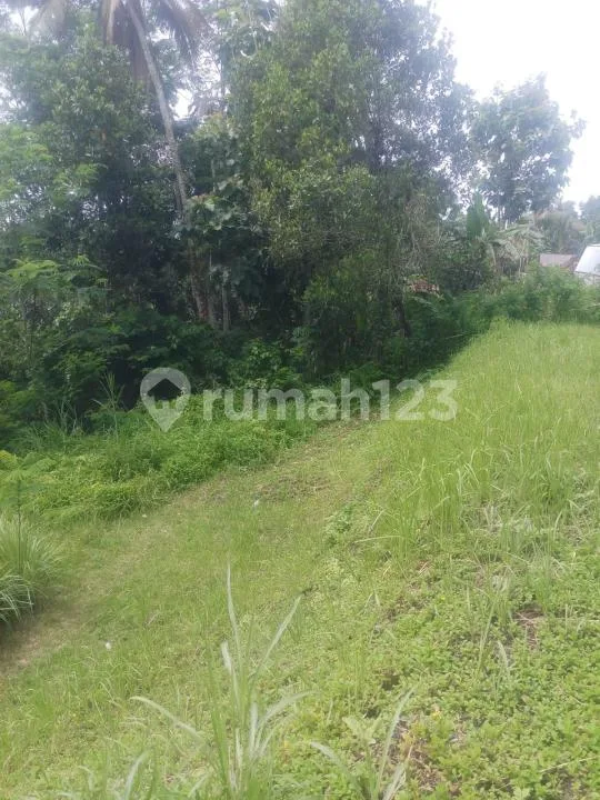 Bu! Tanah Murah Dijual di Baturiti Bedugul- 25,9 Are - Nego Sampai Jadi - Cuma Rp 984,2 Juta - Image 3 of 4