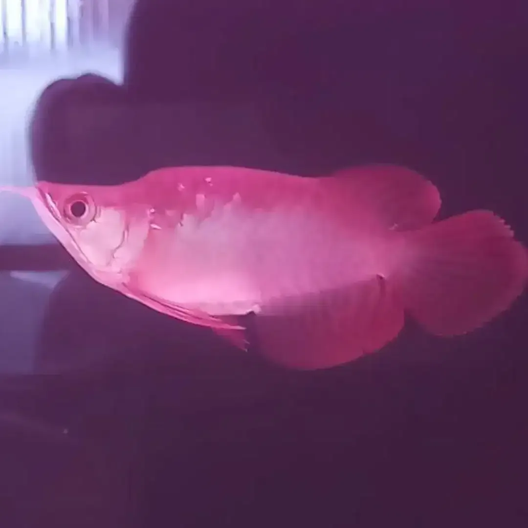 Arwana / Arowana Super Red King Kalimantan - Image 2 of 5
