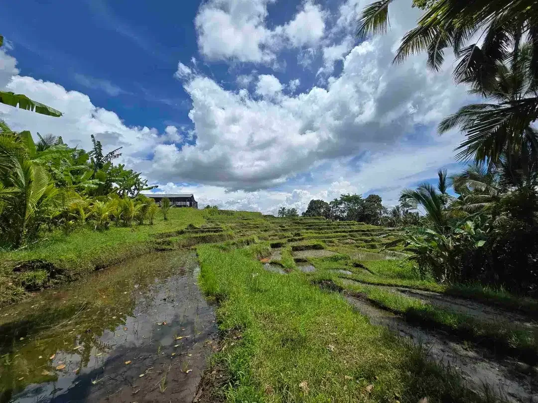 Dijual tanah view sawah dan gunung laut di bali - Image 8 of 10