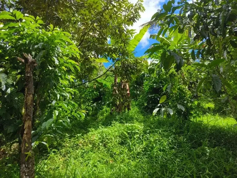 tanah kebun durian murah ditabanan bali - Image 7 of 10