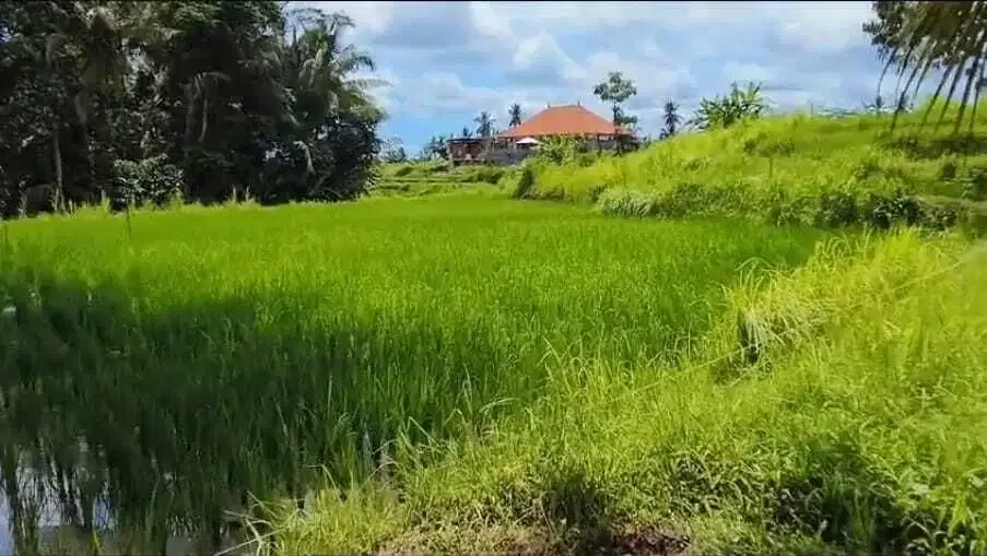 Tanah Datar Los Sungai View Sawah di Pejeng Kangin Ubud - Image 1 of 10