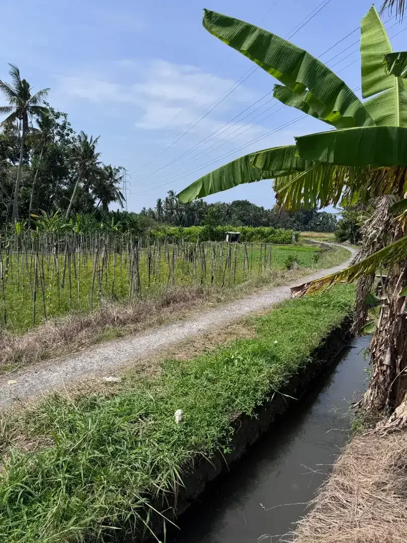 BUC 40 mnit ke Canggu - Image 1 of 4