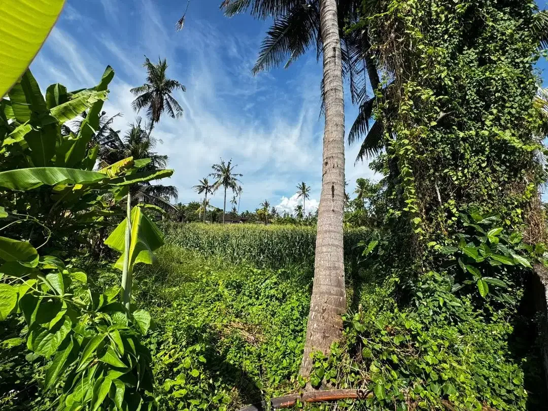 Potential tourism market leasehold lands Saba Beach - Image 9 of 10