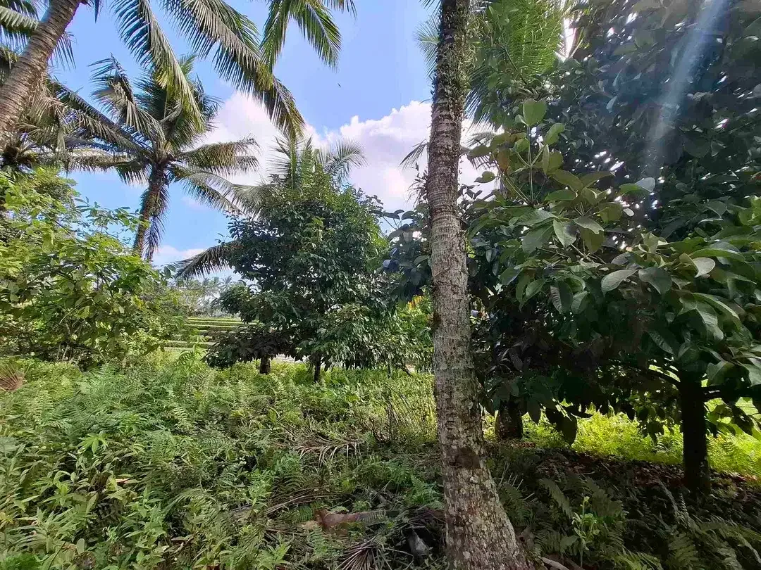 di jual tanah kebun manggis langka dan subur dengan view sawah terasering yang menggelingi lahan - Image 9 of 10