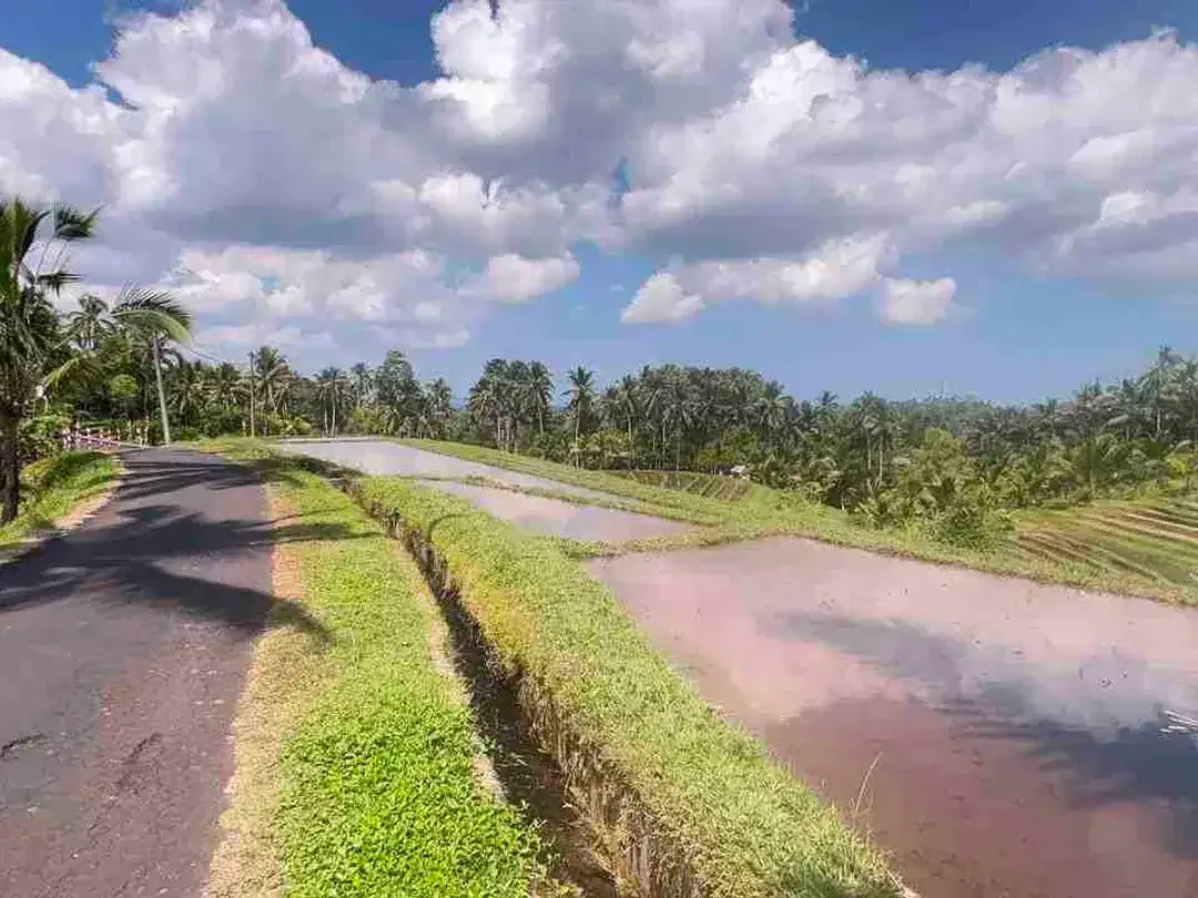 jual tanah kebun luas kecil los sungai di selemadeg tabanan bali. - Image 2 of 8