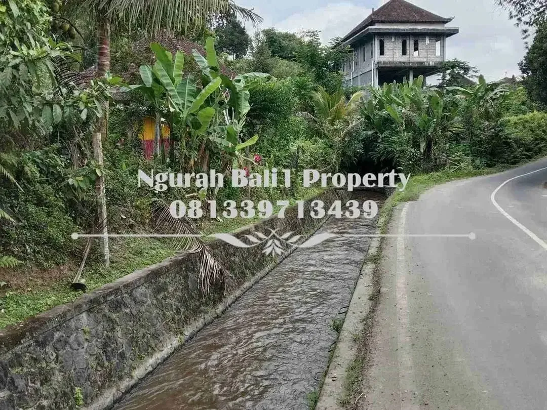 Disewakanl Tanah Murah Luas 60  Are Pemandangan Hutan di Ubud Pejeng - Image 5 of 5