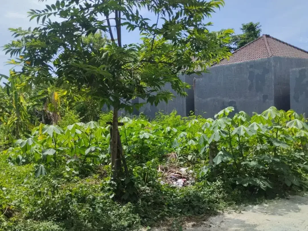 Tanah Siap Bangun Free Pajak Pembelian Serongga Gianyar Bali - Image 2 of 6