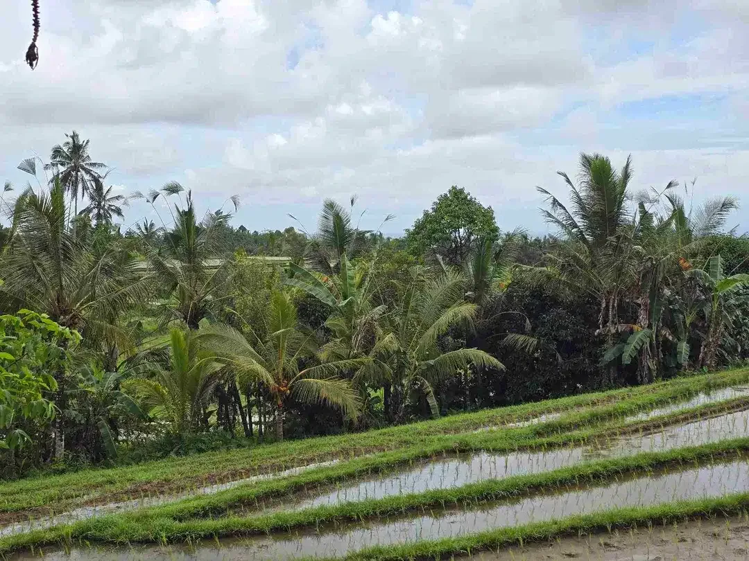 Dijual tanah kecil view sawah terasering di tabanan bali - Image 10 of 10