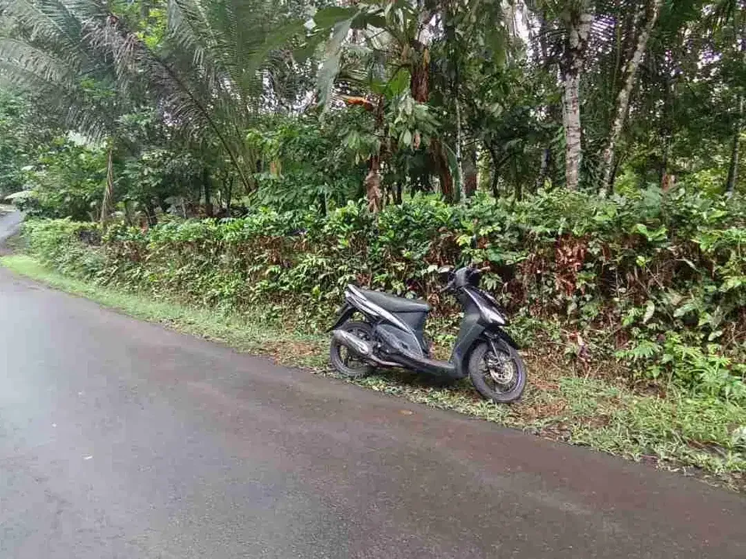 jual tanah kebun di tabanan bali - Image 5 of 10