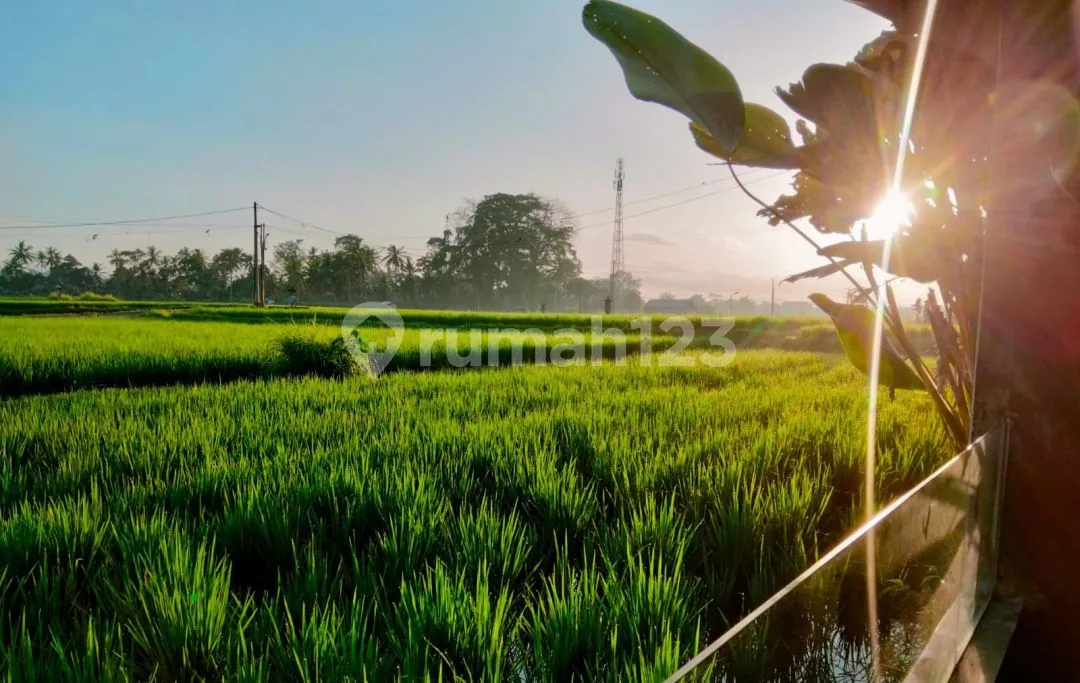 For Rent Villa Rice Field View Strategis 10 Menutes From Sentral Ubud Gianyar Bali - Image 3 of 4