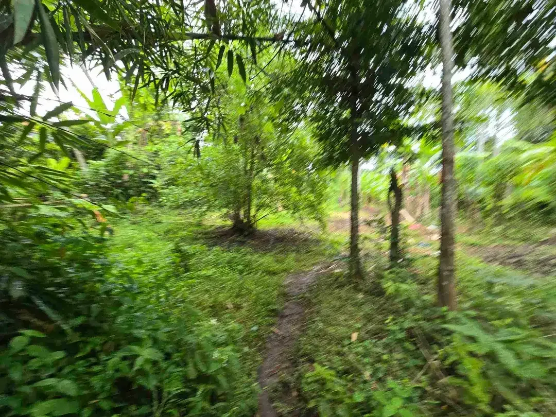 Dijual tanah murah view sawah dekat kota di tabanan bali - Image 5 of 10