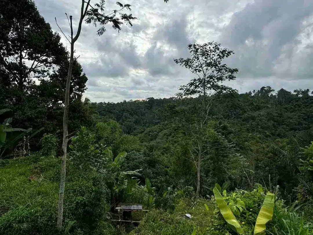 Tanah Premium Jalan Utama Tegalalang Full View Jungle - Image 4 of 9
