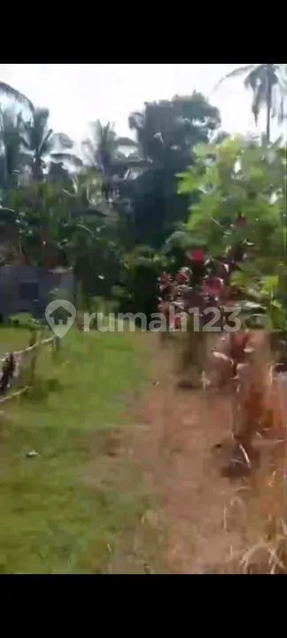 Tanah Kebun Murah, di Selemadeg Tabanan - Image 4 of 4