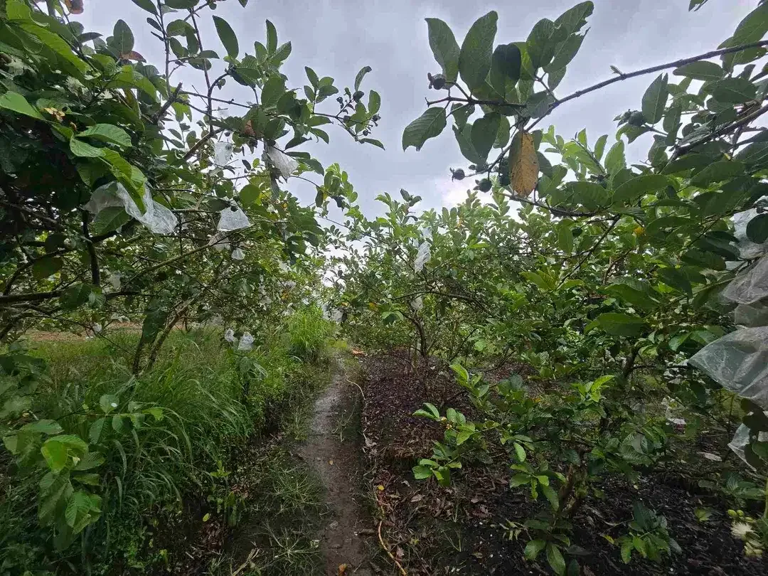 DIJUAL TANAH DATAR JAMBU KRISTAL DI TABANAN BALI - Image 2 of 10