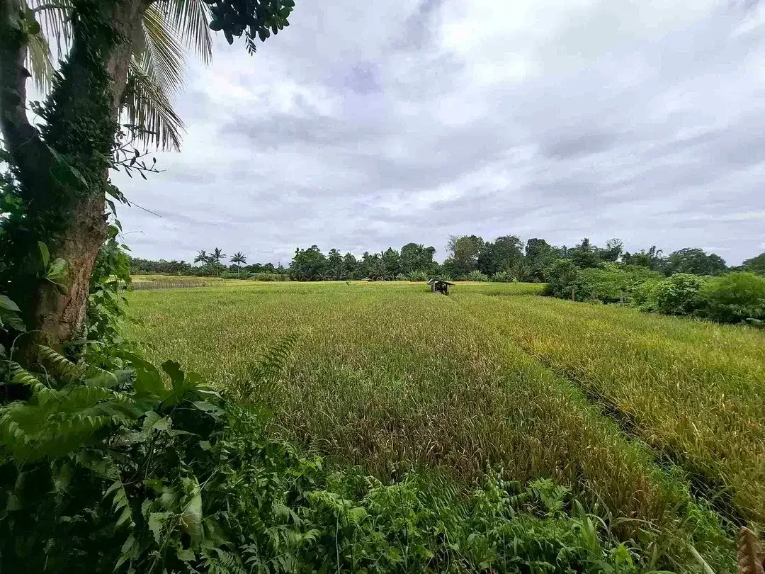tanah luasan kecil view sawah dapat akses jalan utama penebel - Image 1 of 8