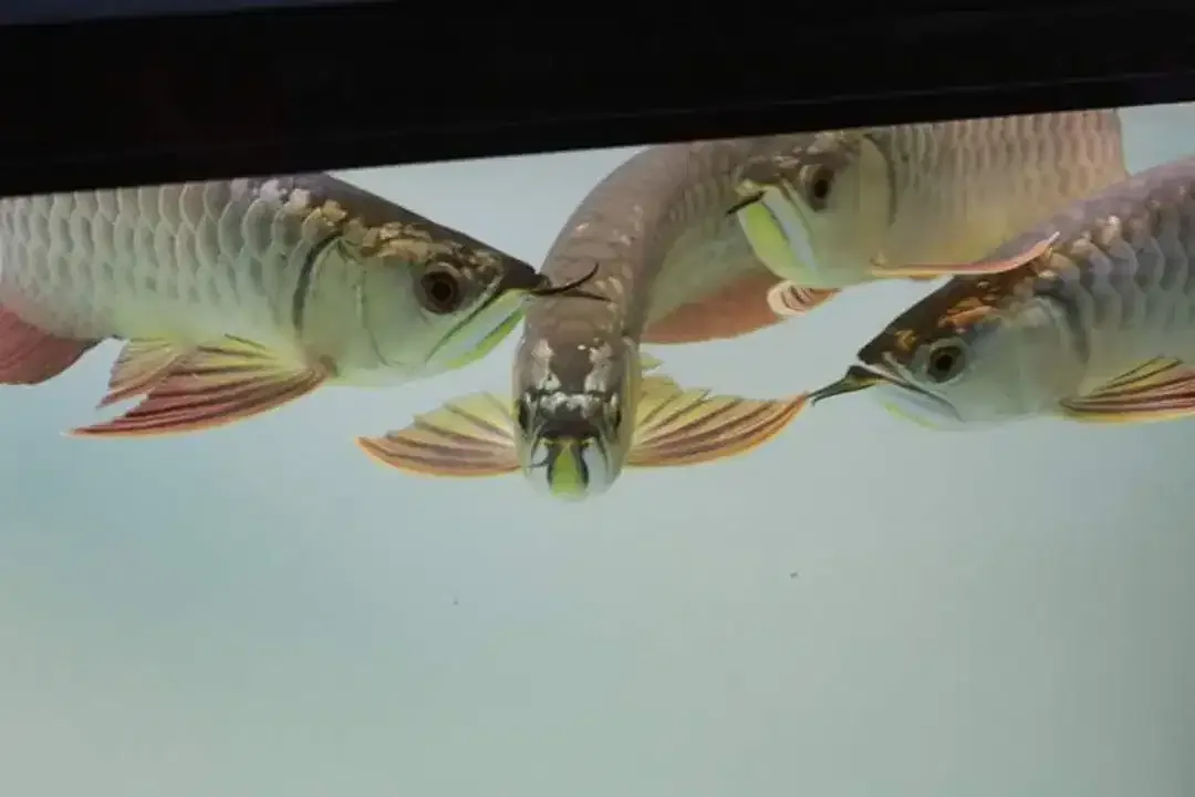 Arwana / Arowana Crossback 24K Malaysia - Image 3 of 6