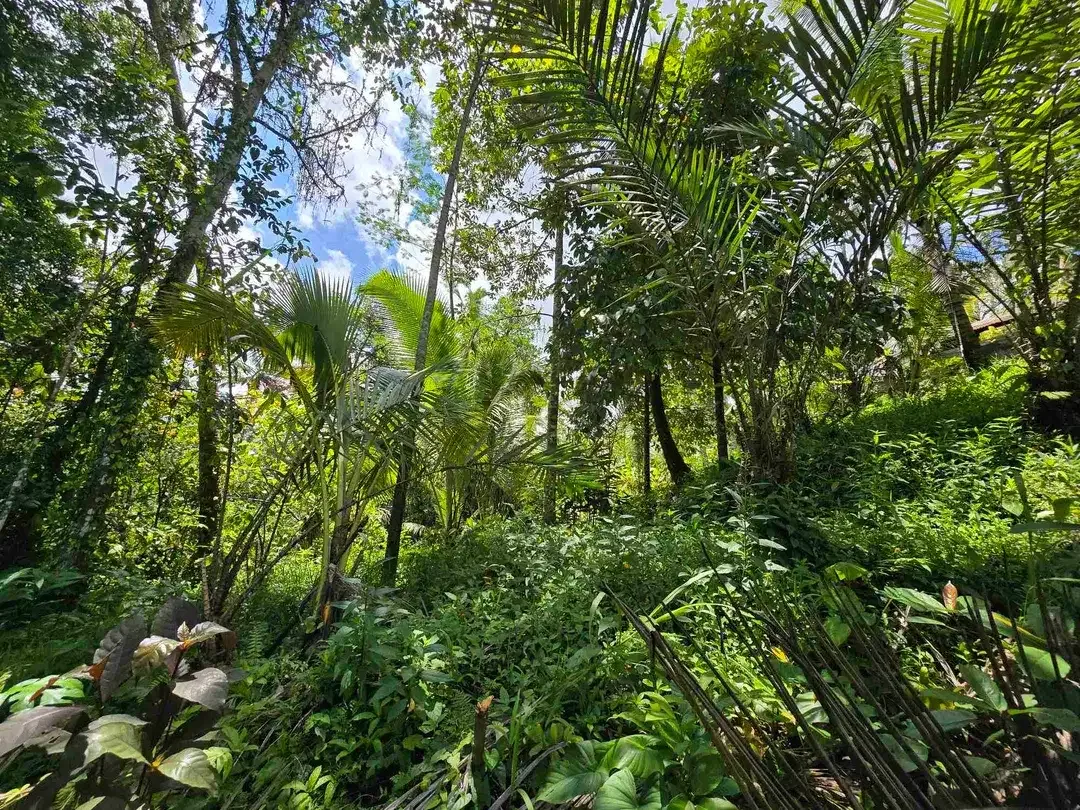 Dijual tanah murah los sungai di tabanan bali - Image 4 of 10