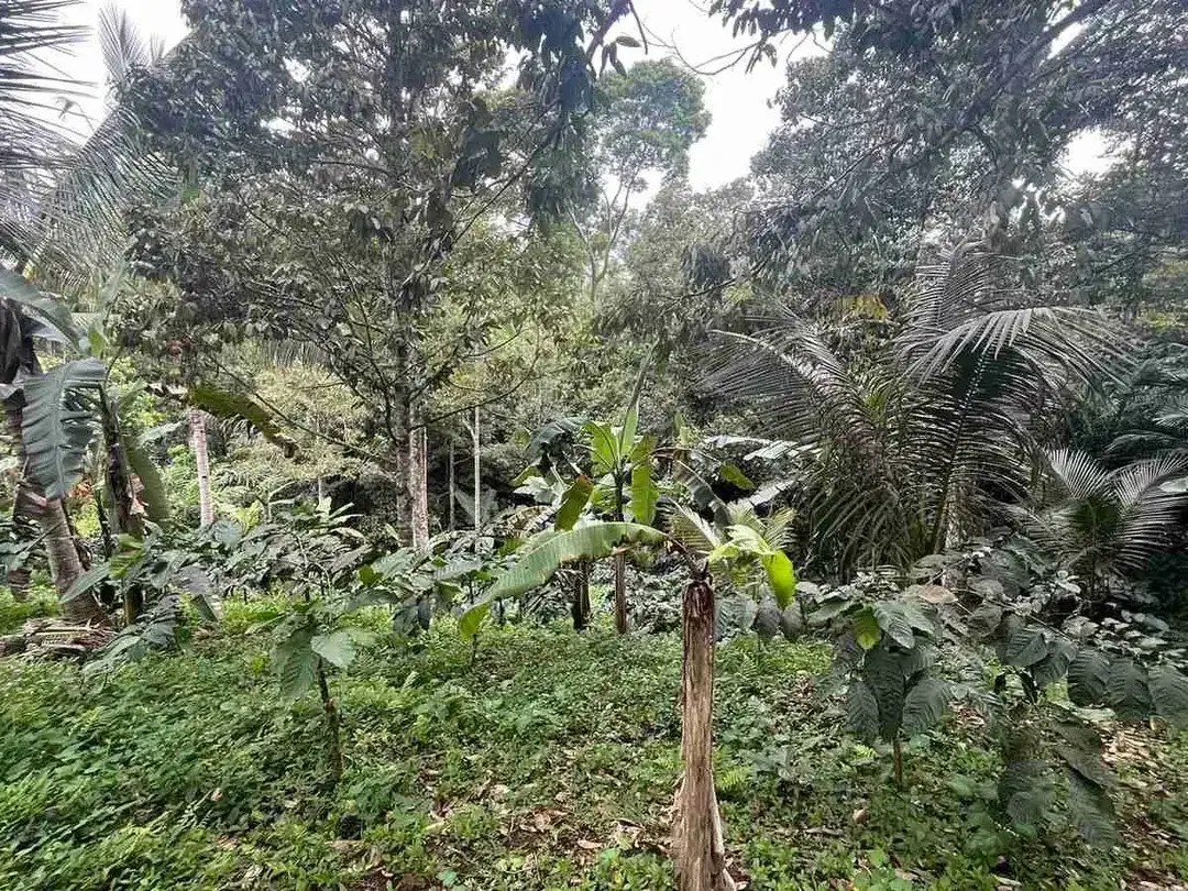 jual tanah Luas kecil ketinggian 550 MDPL di tabanan bali. - Image 5 of 10