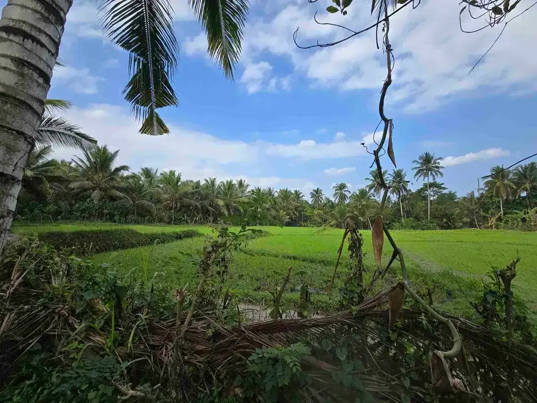 Dijual tanah murah view sawah akses jalan hotmik di tabanan bali - Image 2 of 10