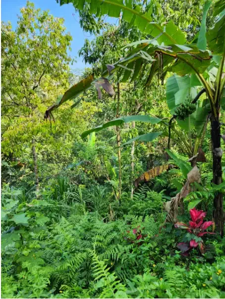 Tanah 6,4 Are di Tegalalang Ubud - Image 7 of 10
