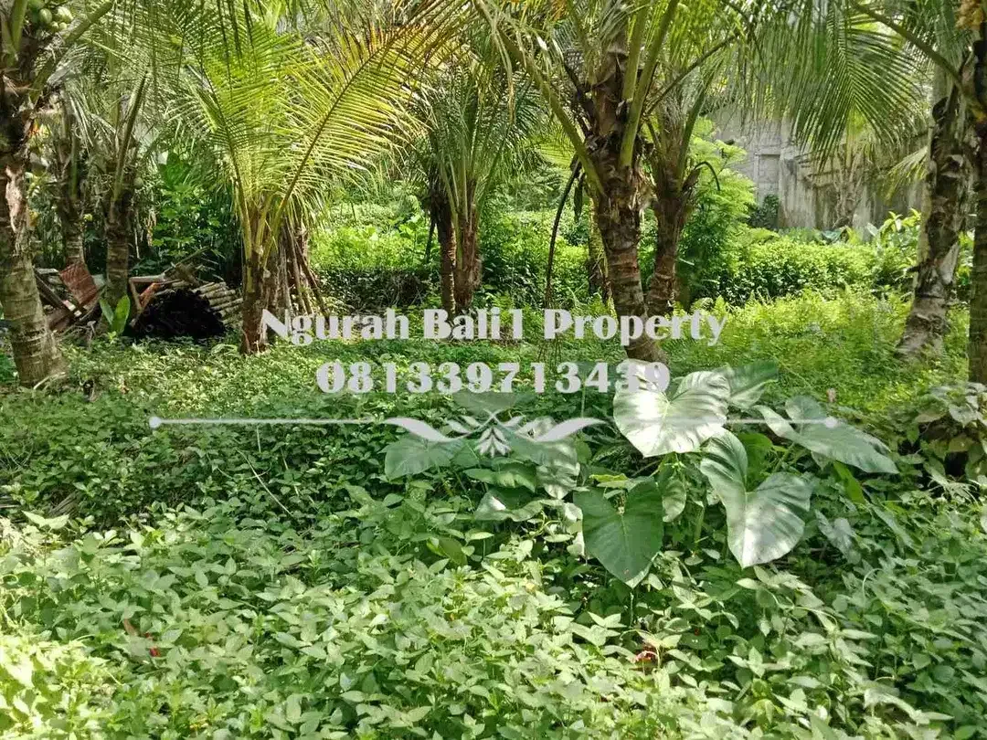 Dijual Tanah Murah Luas 4 Are Kawasan Villa di Ubud Pejeng - Image 3 of 5