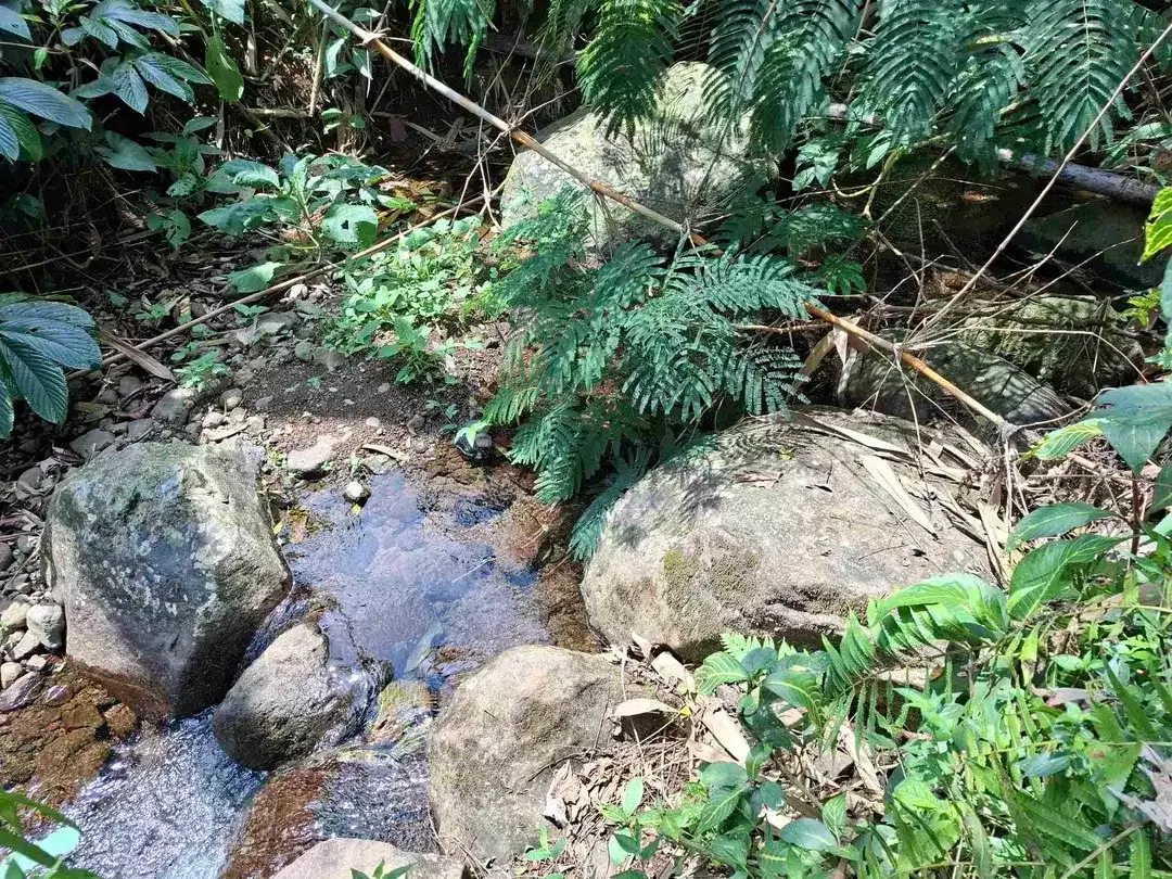 Dijual tanah kebun kopi berisi sumber mata air jernih atau artesis yang mengalir dengan view sawah dan los sungai kecil berbatu - Image 6 of 8