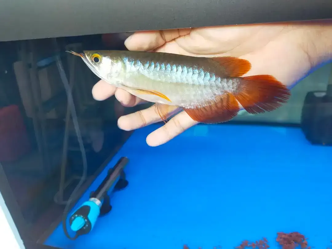 Arwana / Arowana Super Red Short Body Kalimantan - Image 4 of 6